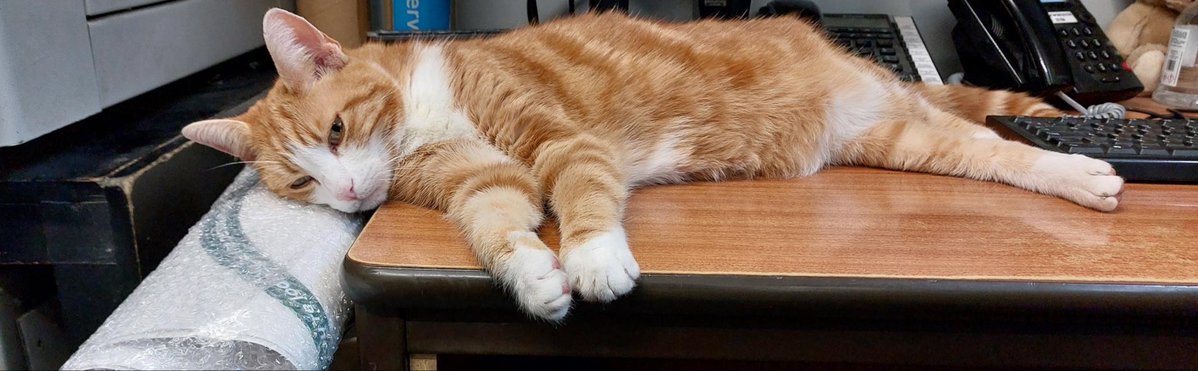 George The Stourbridge Junction Station Cat tweet media