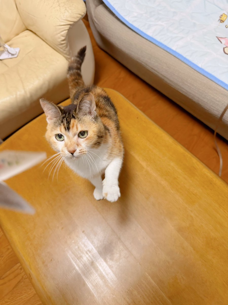Post by あめちゃん🐱 on X: 🐱