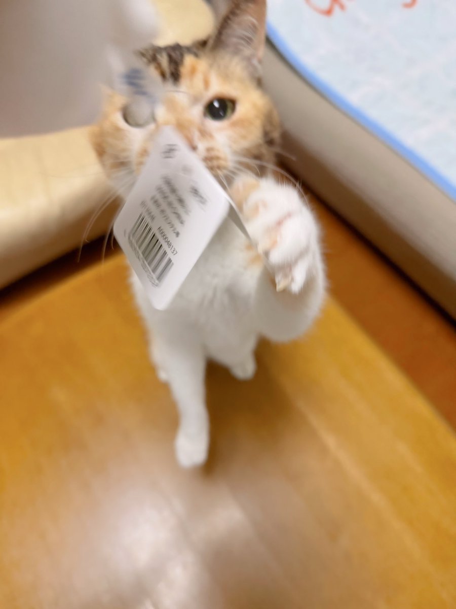 ようちゃん様確認用 Post by あめちゃん🐱 on X: 🐱