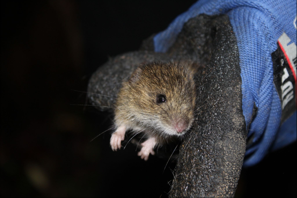 MarioNawfal's tweet photo. 🇪🇸 A second hantavirus case just surfaced among passengers from the cruise ship MV Hondius, now quarantined at a military hospital in Madrid.

Spain's Health Ministry says the system caught it, and the risk to the public hasn't changed.

Hantavirus has no approved treatment and kills roughly 40% of those infected in some strains, so "contained" is doing a lot of work here.

Source: CNN