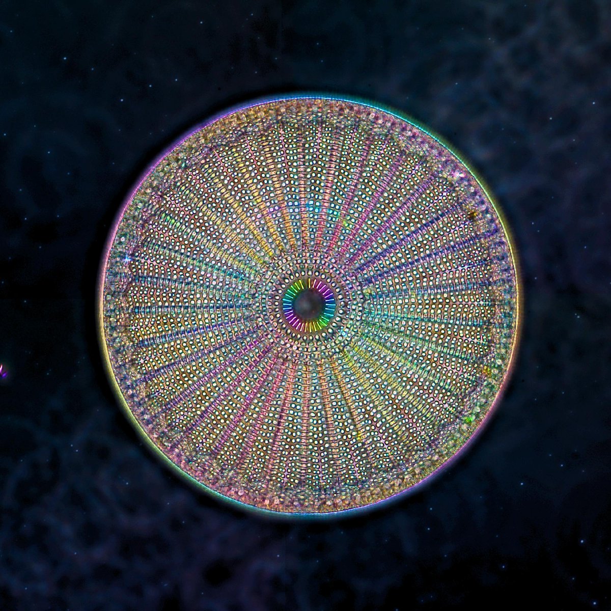 MBLScience's tweet photo. Diatom Arachnoidiscus ehrenbergii viewed through a Polychromatic Polarization Microscope (PPM).

Imaged by Michael Shribak (@mshribak), a senior scientist at the MBL’s Bell Center. https://t.co/IBgYypKKK3