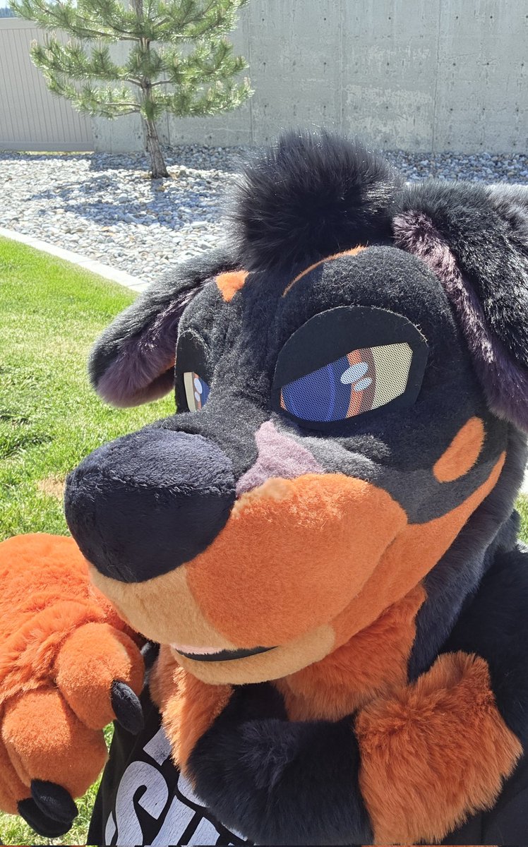 ✨️Akita✨️ tweet media