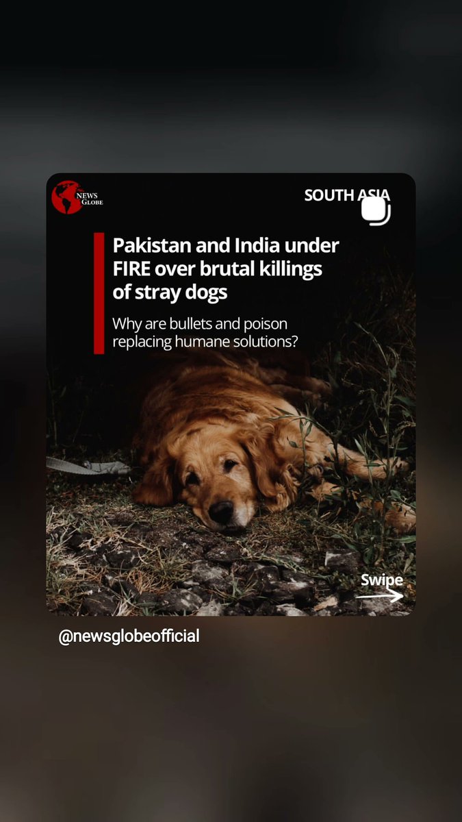 hinamaqbool88's tweet photo. Islam teaches us that every leader will be questioned about their treatment of the helpless. @MaryamNSharif, the mass poisoning of street dogs is a violation of Islamic values of mercy. Fear Allah and stop this cruelty! ⚖️🕋
@peta
#StopDogCullingPakistan #StopDogCullingInPunjab https://t.co/J1Hd9atpRz