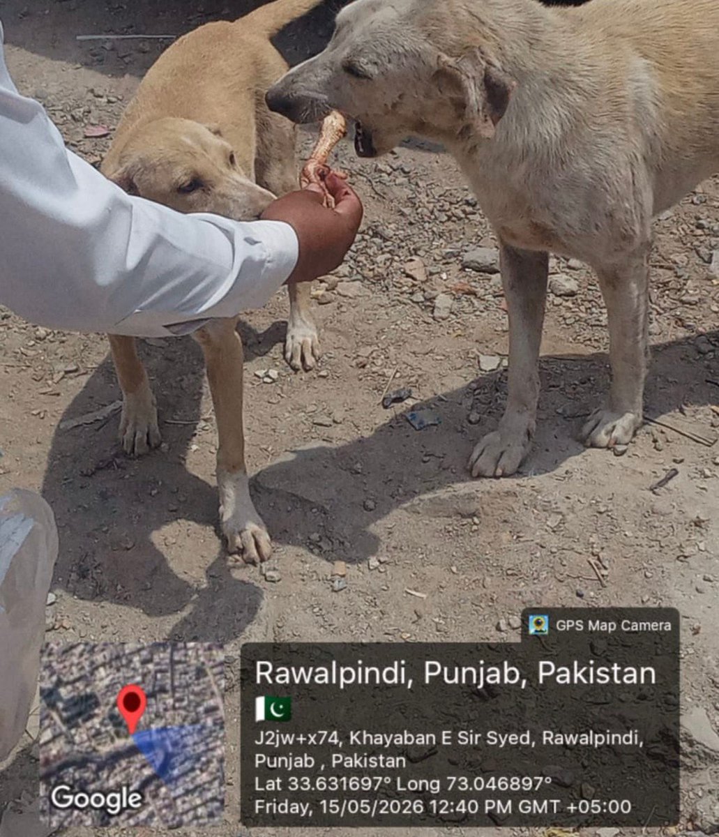 hinamaqbool88's tweet photo. Islam teaches us that every leader will be questioned about their treatment of the helpless. @MaryamNSharif, the mass poisoning of street dogs is a violation of Islamic values of mercy. Fear Allah and stop this cruelty! ⚖️🕋
@peta
#StopDogCullingPakistan #StopDogCullingInPunjab https://t.co/J1Hd9atpRz