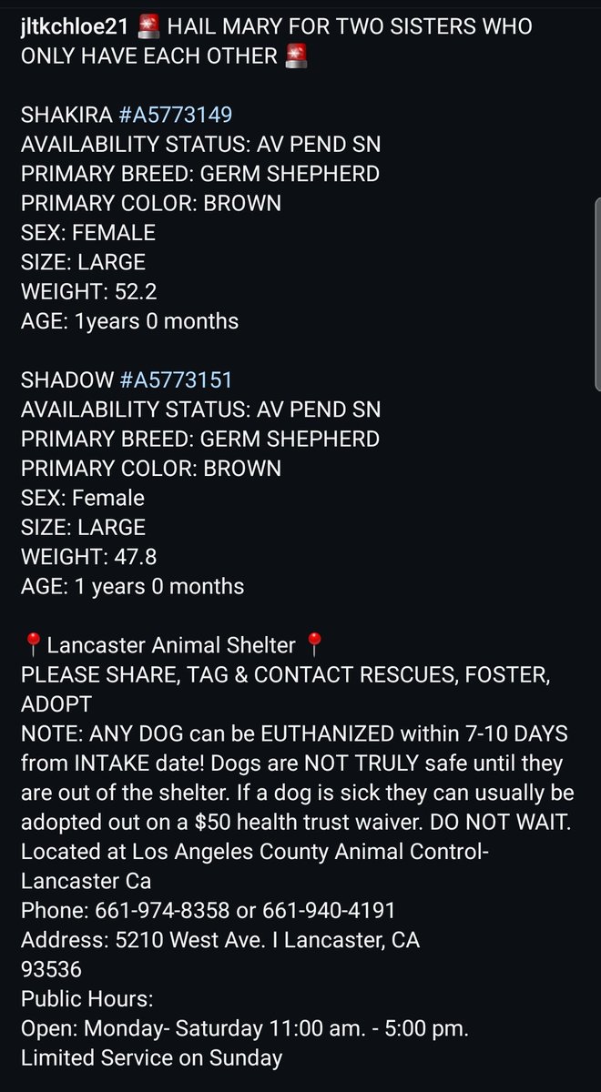 Foster a shelterpet at ZERO COST🐾 tweet media