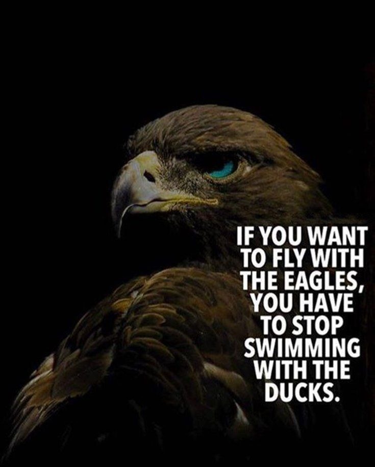 Tanushri87271's tweet photo. IF YOU WANT TO FLY WITH THE EAGLES, YOU HAVE TO STOP SWIMMING WITH THE DUCKS. 🦅✨
#TuesdayVibes 🌟 #Wisdoms 📖
#MotivationQuotes 💪🔥 #Humility 🙏 https://t.co/FezuxWvZbN