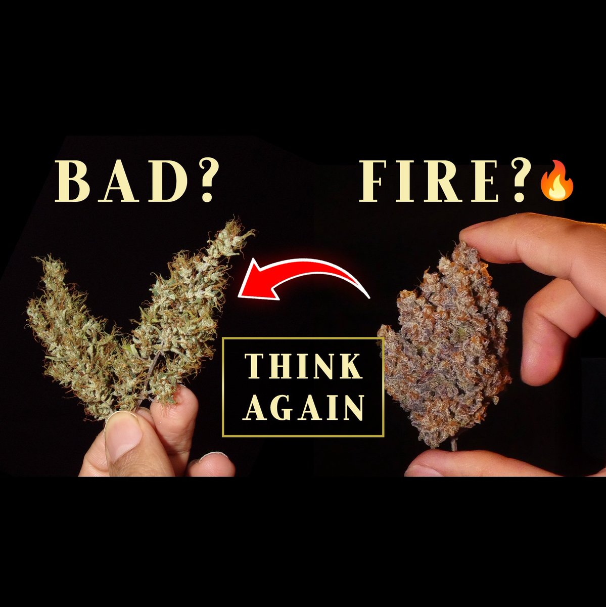 KhalifaGenetics's tweet photo. Dense buds aren’t the only measure of quality 💎

Many old-school sativas naturally grow loose, wispy flowers… yet can offer incredibly unique terps, uplifting effects, and special medicinal properties.

Different structure. Different chemistry. Different experience 🌿
Covered in our latest YouTube video ;)