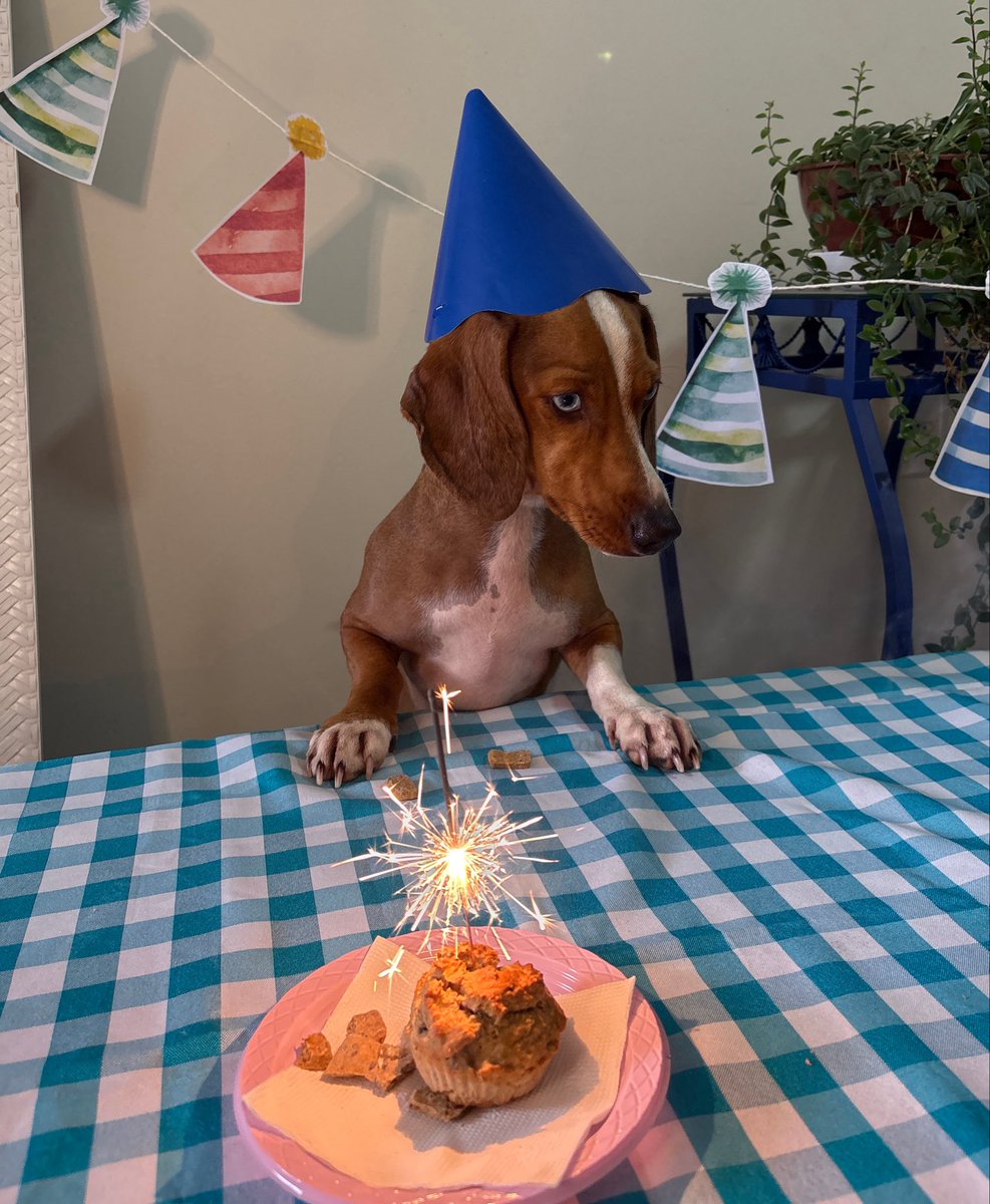 artedozack's tweet photo. Meu cachorro é mais legal que muita gente desse site https://t.co/jN066Gh0k7
