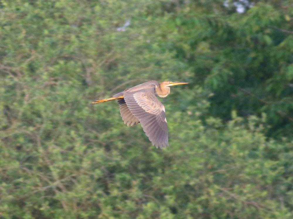 Alan_HP_Notts's tweet photo. Purple Heron - HP, Notts (25.05.2025) https://t.co/CzeRK4z3c1