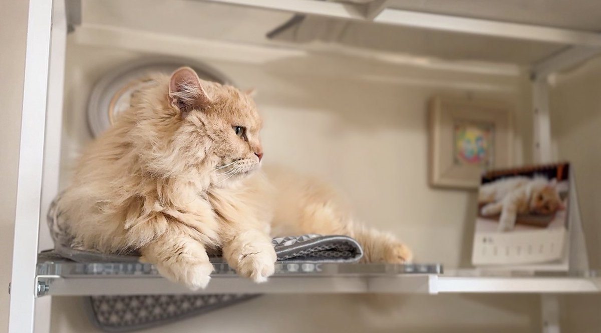 kedamab's tweet photo. 猫の咳って寝てても起きるよね🥱
獣医さんも起きるって言ってた
大音量じゃないのに不思議
撫でると逃げちゃうから見守るしかできないけど最近窓開けてみてる🪟咳はなかなか止まないけど窓辺に来る
これ以上良くならないって言われたけど違う病院で診てもらおうかなと考え中 #猫喘息 皆どうしてるの？ https://t.co/DRFZAq7zbm