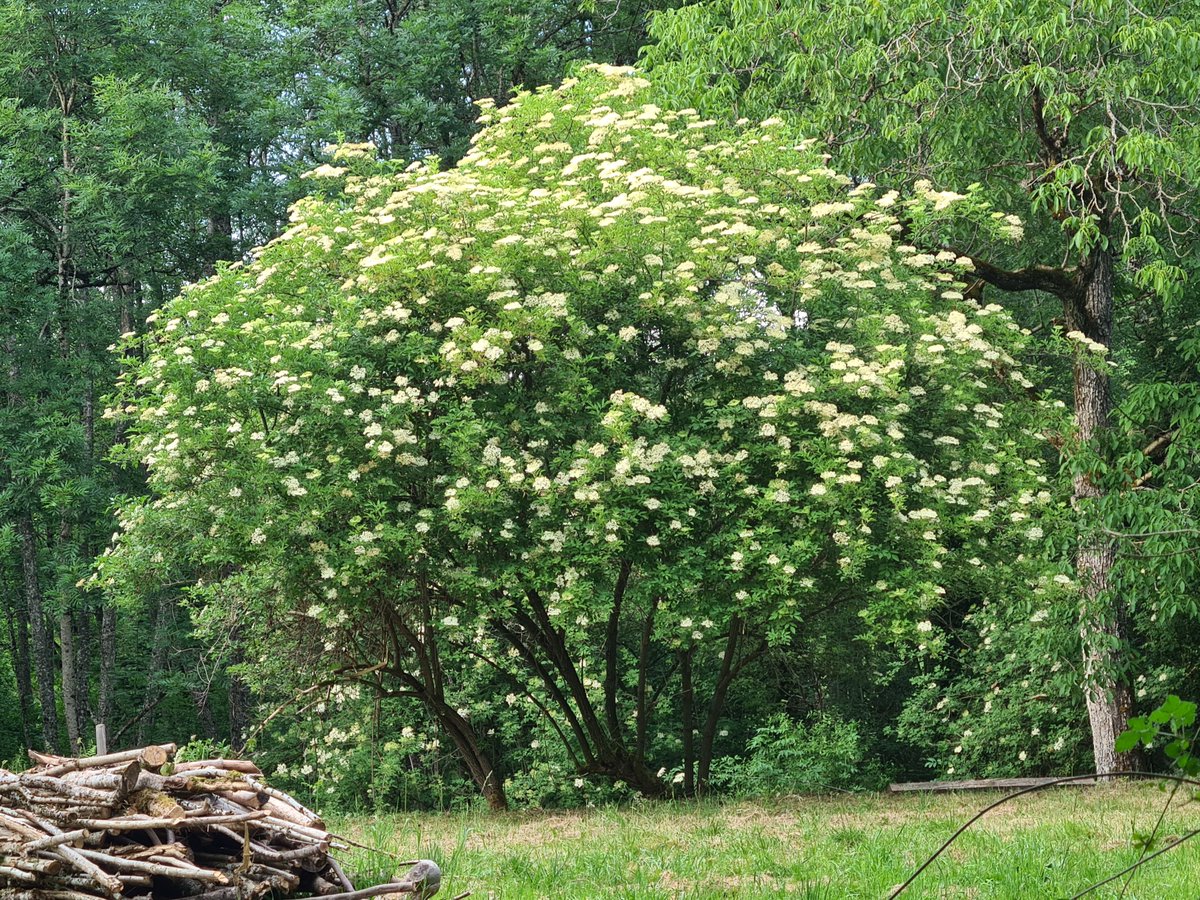 Heerlijkheyd's tweet photo. Kijk, dit is nog eens een #vlier (Sambucus nigra)!! Gisteren 1,5 liter siroop van de bloesem gemaakt.
#Frankrijk #PuyDeDôme https://t.co/XsqGJNFLkx