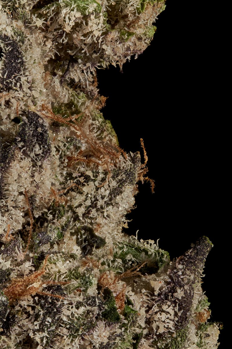 Cportmerch's tweet photo. Adult Use Only 21+
#Blacktie discount code: CPORTMERCH 💸
BOSTON GEORGE (EXOTIC) THC-A Flower
THC-A: 29.68%
Delta-9 THC: ND
Total THC: 26.03%
Total Cannabinoids Analyzed: 26.73%
https://t.co/A0KGlu1gVz
#Hemp #BulkThca #discountcode #affiliate #THCA https://t.co/ob6cRk5Mmd