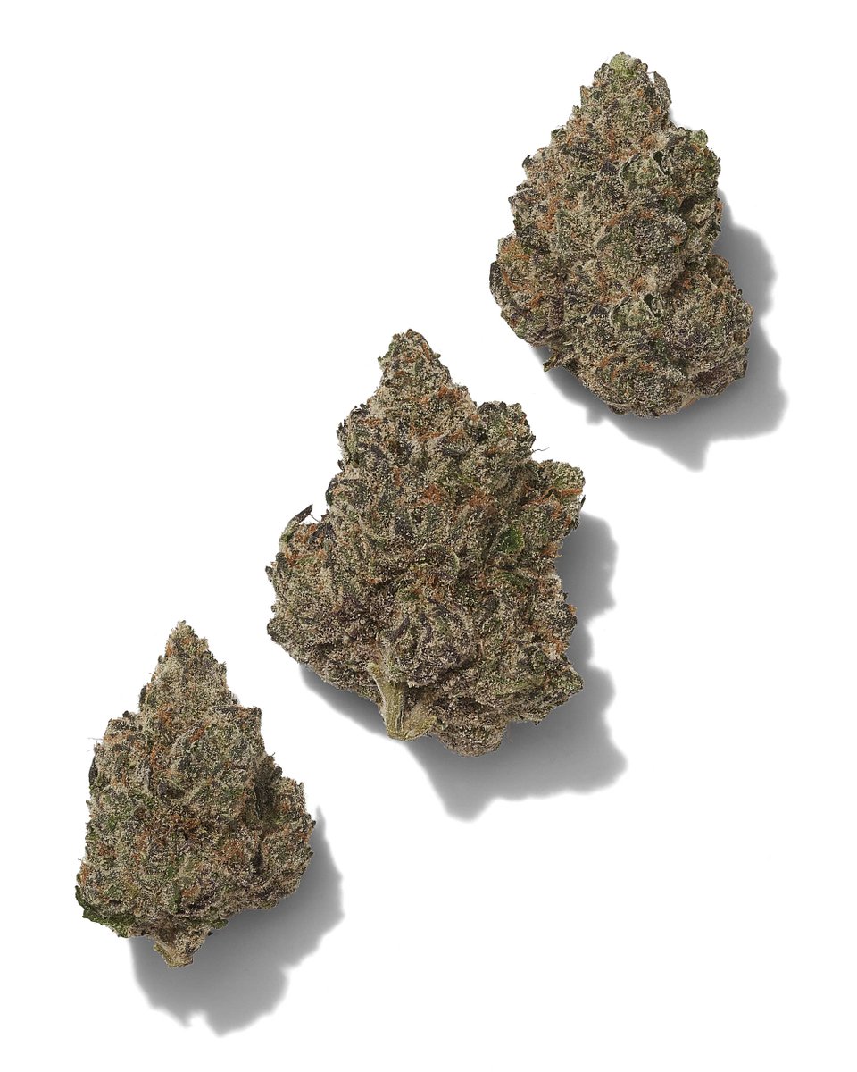 Cportmerch's tweet photo. Adult Use Only 21+
#Blacktie discount code: CPORTMERCH 💸
BOSTON GEORGE (EXOTIC) THC-A Flower
THC-A: 29.68%
Delta-9 THC: ND
Total THC: 26.03%
Total Cannabinoids Analyzed: 26.73%
https://t.co/A0KGlu1gVz
#Hemp #BulkThca #discountcode #affiliate #THCA https://t.co/ob6cRk5Mmd