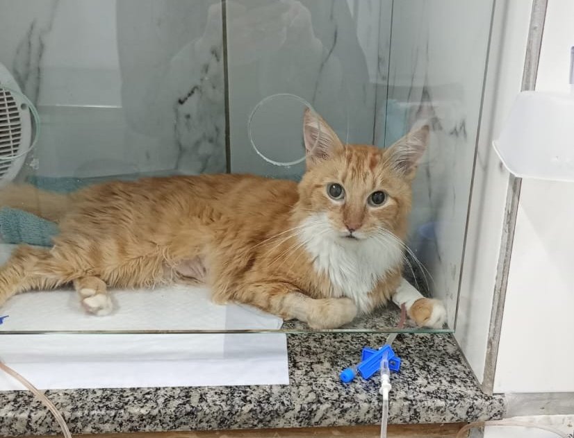 annauchoa_'s tweet photo. Pessoal, o Garfield está internado desde 22/05 com obstrução/infecção urinária. Ontem teve melhora (foto 1), mas hoje piorou (foto 2) e os gastos já passam de R$ 2.000. Quem puder e quiser ajudar no tratamento, segue a chave PIX para doações: 6c1ff758-54d8-48ce-b0b8-c5b79c03deaa https://t.co/Bl7NBB5nGq