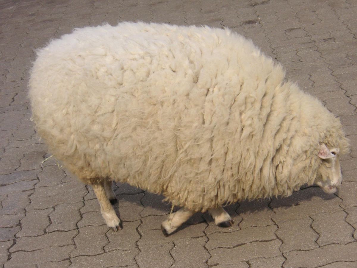 sheep tweet media
