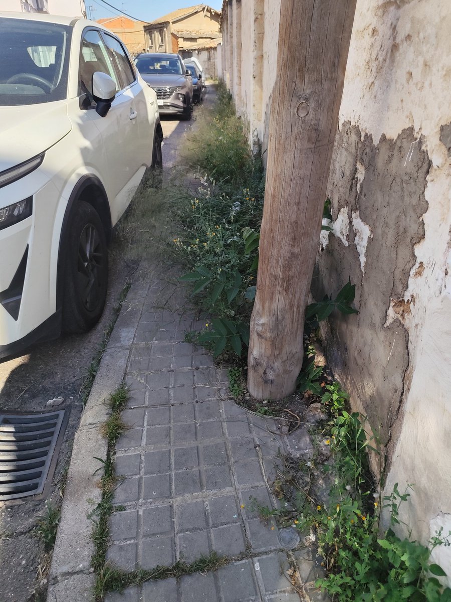 Aganipe's tweet photo. @zaragoza_es La calle Séneca también florece. https://t.co/TRDfFw7w0P