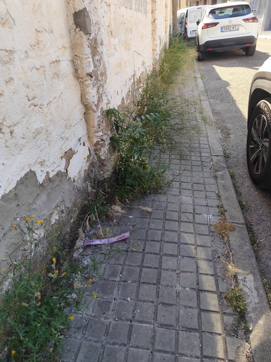 Aganipe's tweet photo. @zaragoza_es La calle Séneca también florece. https://t.co/TRDfFw7w0P
