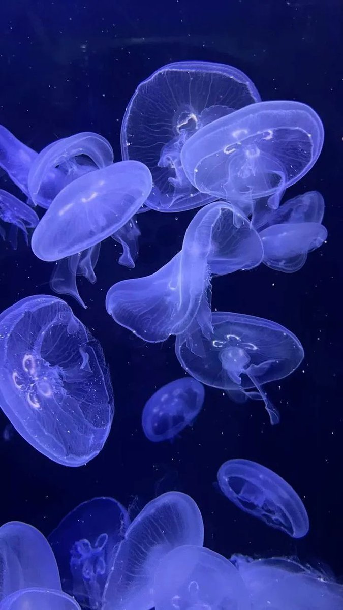 WildEarthjpeg's tweet photo. a quiet glow in the dark oceans. https://t.co/LpPdSi1VLf
