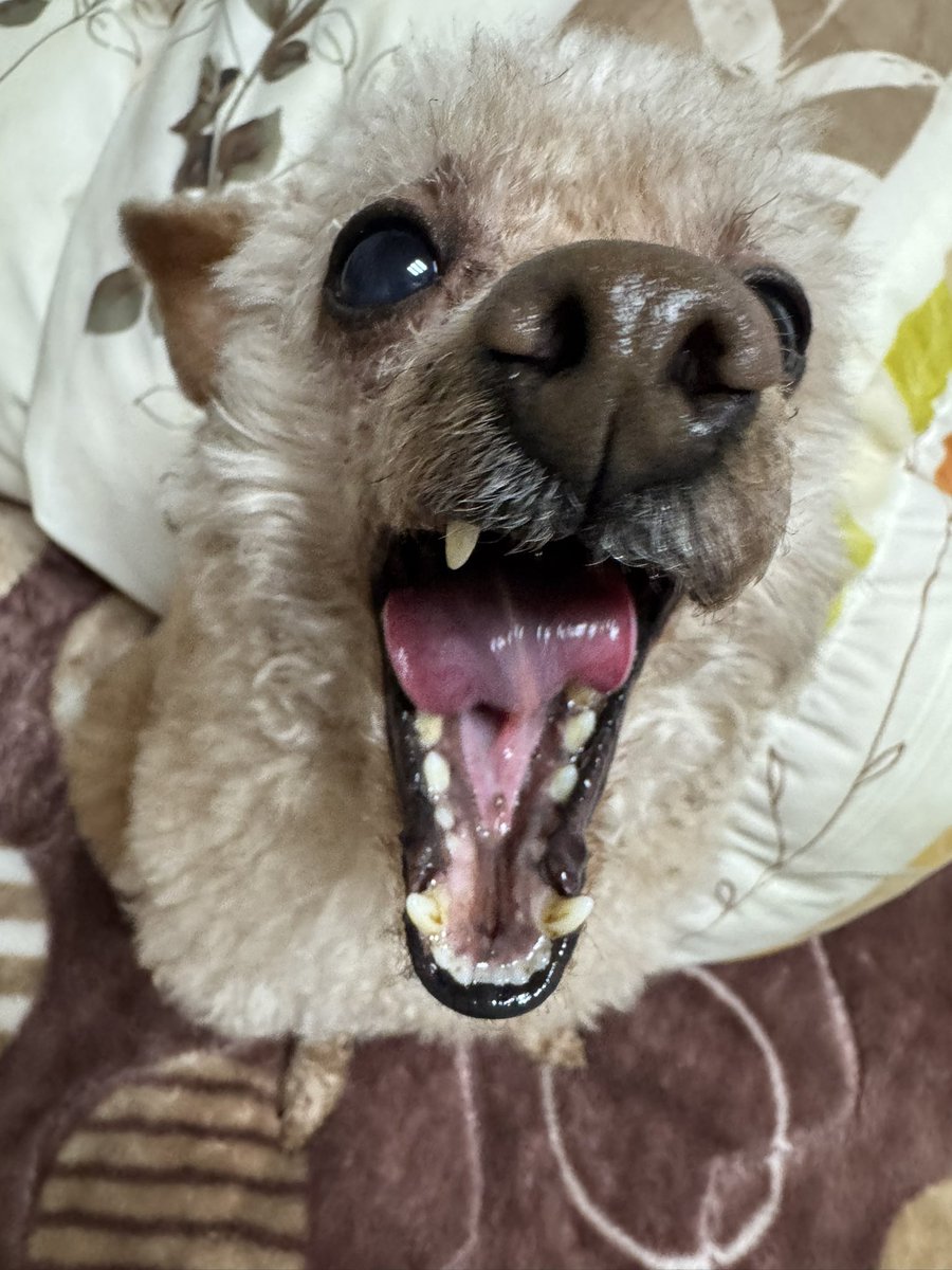 いずく🐶・いちご👩 tweet media