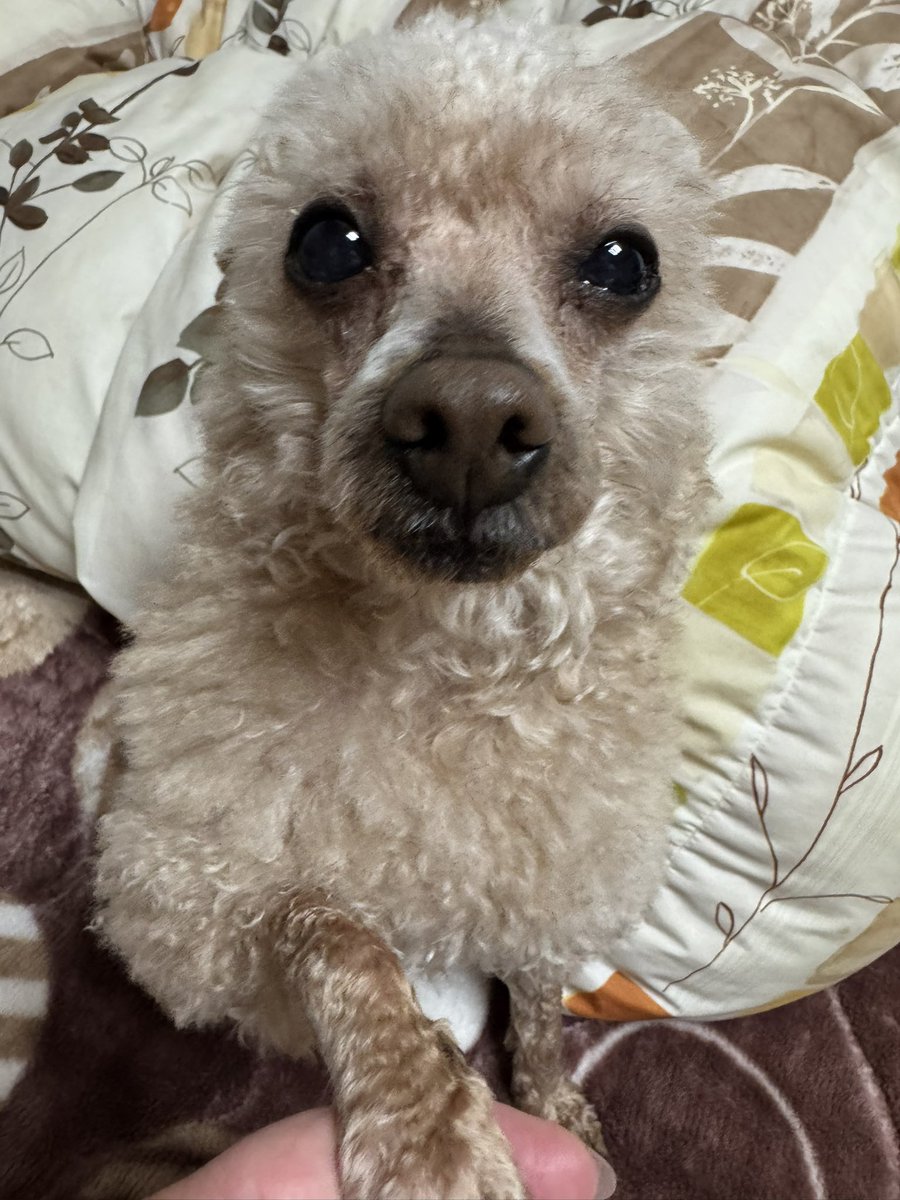 いずく🐶・いちご👩 tweet media