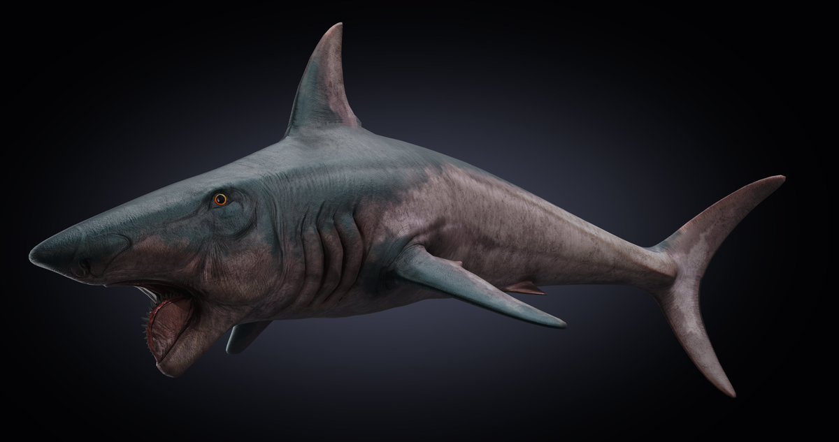 FantasticT22937's tweet photo. Newly revealed Helicoprion model by @Coelophys1s for our first path of titans mod
#pathoftitans #dinosaurs #pathoftitansmods #dino #dinosaurgame #game #Helicoprion #sharks #blender #b3d #gamedev https://t.co/0HenAKfV8p