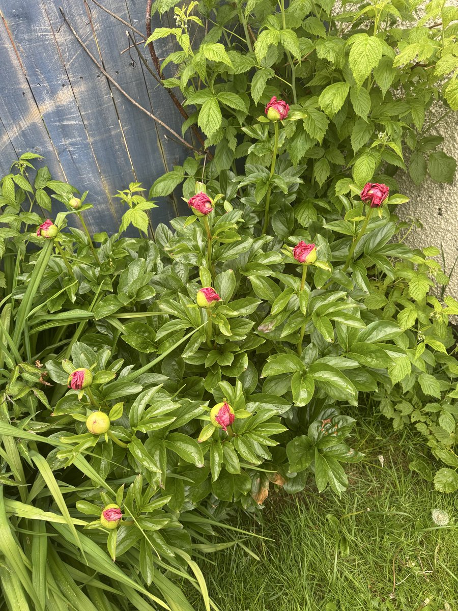 PatMasterman's tweet photo. @GardensHour  #gardenshour really looking forward to the peonies opening up. https://t.co/A1IDIAfnuI