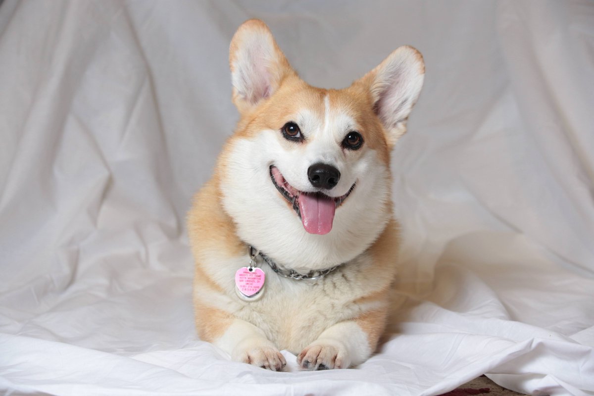rayalmeda's tweet photo. It’s with an incredibly heavy heart that we announce that our beloved corgi superdog, Ein, tragically passed away on Monday morning May 11th. He was 11 years old and unexpectedly died after acute liver failure, despite 16 hours of round-the-clock treatment and no serious prior conditions. In the end, the treatment unfortunately didn’t improve his condition beyond helping keep him comfortable during his final moments.

Lorraine spent most of Mother’s Day sleeping on an ER ICU floor, trying to understand what had gone wrong. We still don’t know, and we may never know. What first seemed like simple indigestion and stomach issues quickly turned into our worst nightmare, and we honestly don’t know how long it’ll take for us to properly heal from this.

For anyone who knows us even a little bit, you know how deeply loved Ein was. He marked the beginning of one of the most important chapters of our lives when we first moved in together.

And we made sure Ein became part of every important chapter after that too.

He was literally our wedding logo. He became an ambassador for SF Corgi Con and even Netflix’s live-action Cowboy Bebop series — the very show he got his name from — inspiring over 150,000 people to sign a petition for a second season.

Ein pushed us to go on more outdoor adventures, many of which became core memories for our children, especially during the pandemic.

Our kids also did their best to help care for him, learning the responsibility of making sure Ein always had food and water — the bare essentials for survival. 

And during some of the darkest days of the pandemic, there was Ein… always smiling in the same spot every morning, providing unconditional emotional support and reminding us that life was eventually going to get better.

Everyone at Lorraine’s work loved Ein whenever she brought him in. He brought smiles to so many people and somehow made stressful days feel lighter just by being there. Over the years, so many friends, coworkers, and loved ones became Ein’s second family — watching over him while we traveled, checking in on him, and loving him like he was their own. He touched far more lives than we ever realized.

We’ll miss his “announcements” every time someone comes to the door. We already miss his nightly kitchen clean-up duties whenever crumbs hit the floor. Some days, we barely even leave the house now — something that would’ve been impossible before because of our daily walks with him.

Belonging is one of the greatest things in life, and Ein truly belonged with us. He WAS family. He was our first “child” — a humble soul with the best smile, even during the darkest moments.

Even in his final minute of life, Ein was still smiling.

He was a soldier… our soldier. Even immense pain could not break his spirit.

The day after Ein passed, we prayed to Mother Mary in a courtyard beside St. Joachim’s Church, the closest church to us. Right after the prayer, we immediately heard barking. We looked around and couldn’t find where it was coming from. No dogs were in sight. But we think we know what it meant.

Ein had finished his journey across the rainbow bridge and into the light.

A few days later, Lorraine was sitting in a coffee shop when she noticed a corgi that looked strikingly similar to Ein. His name was JJ, and he was 13 years old. His owner shared that he was scheduled to undergo surgery that same week. In that moment, it somehow felt like another reminder to cherish every extra second we get with the ones we love.

We’re incredibly blessed that our children were able to spend their entire lives so far with their “brother,” and we know they’ll never forget him. We hope all of you won’t either.

Ein represented the very best of our family.

Thank you, Ein, for teaching us some of life’s most important lessons:

• Be present and live in the moment
• Practice gratitude
• Forgive and don’t hold grudges
• Be loyal and trustworthy — sometimes that’s all you have
• Accept yourself
• Love unconditionally

Thank you to Judy Neuhaus for allowing us to give Ein the best life we could.

He truly changed our lives and it’s so sad that we weren't able to properly say goodbye and give him one last adventure here on Earth. 

We love you Ein.
See you, Space Cowboy.