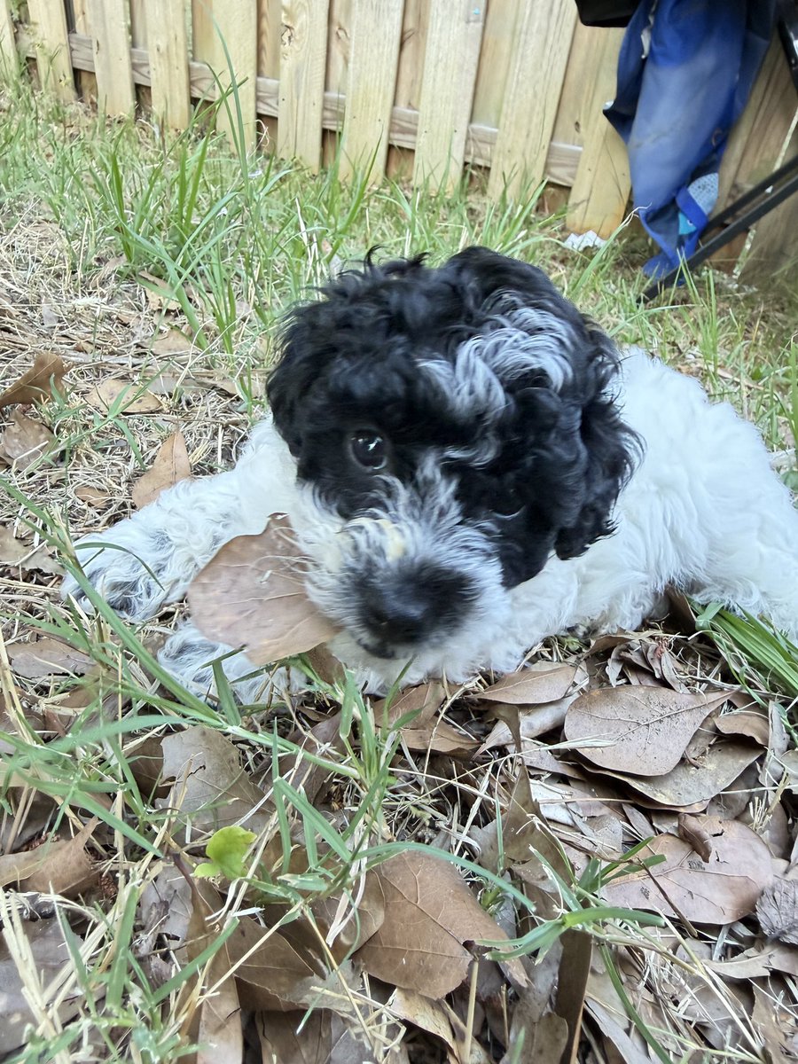 Military2Source's tweet photo. @rickyhayesreal Interested! 
I have a yorkie poo and I’m located in the United States.

Portfolio: https://t.co/BemEpX9ohX
Email: Amber@thewhartonfamily.com https://t.co/048P7I8vFu