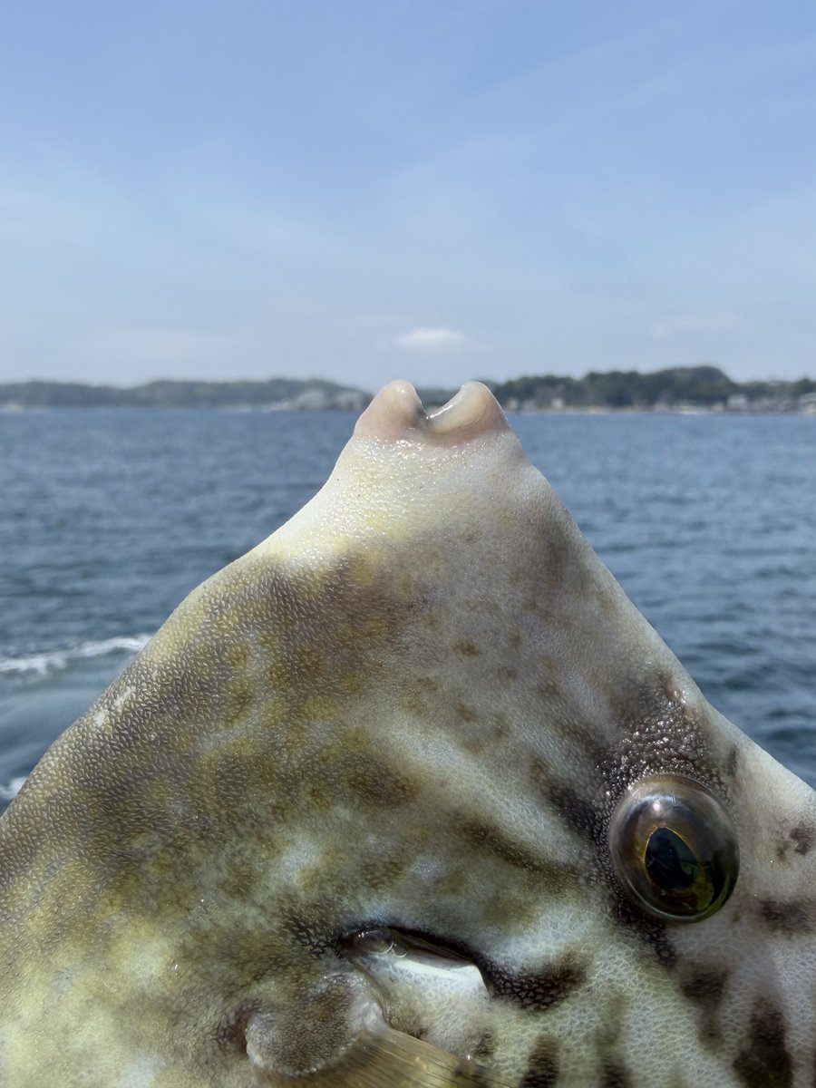 魚です❣️0119 カワハギ〜