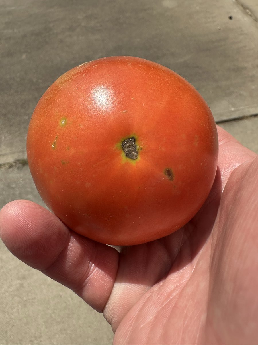 DwayneWinOK's tweet photo. First large garden tomato of the season!😋 https://t.co/Poqepogkw7