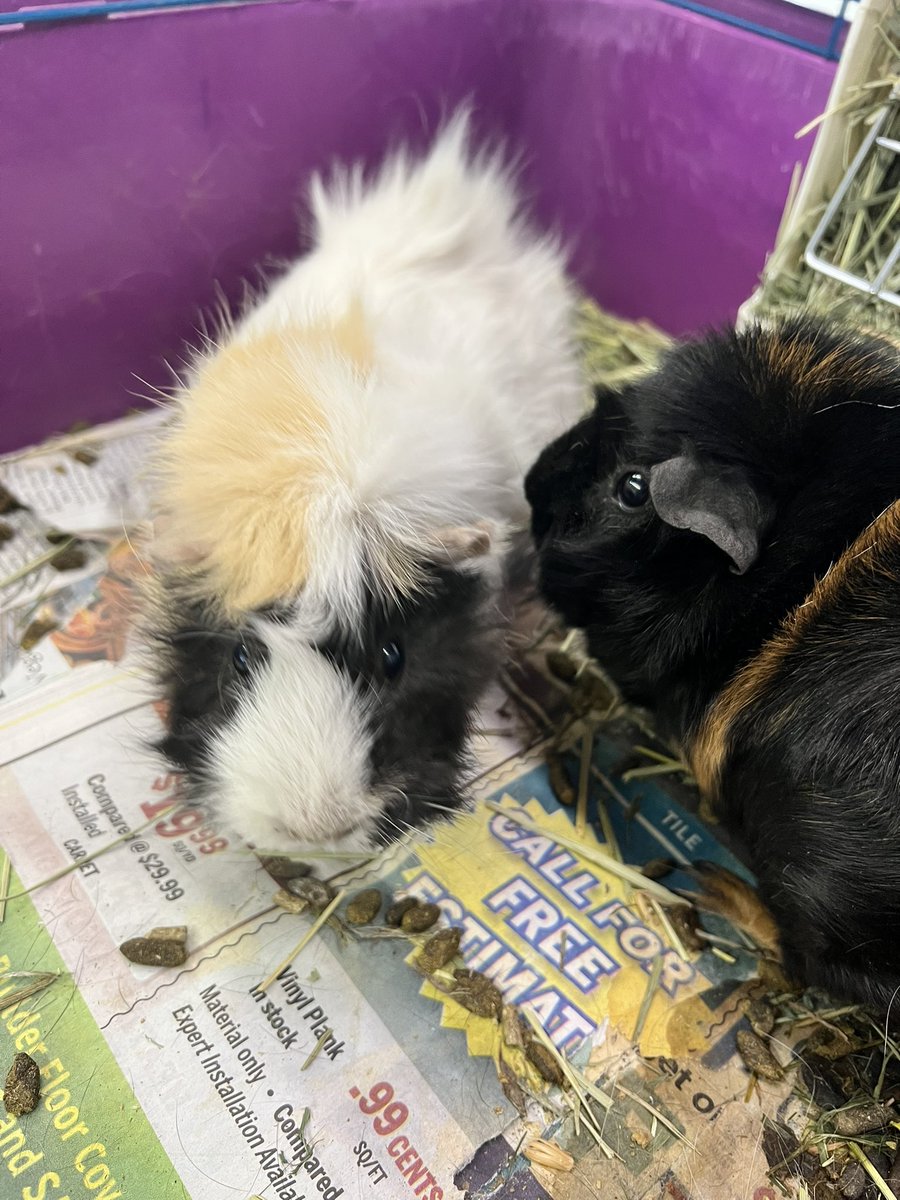 eastvalleybunnyguineapigs tweet media