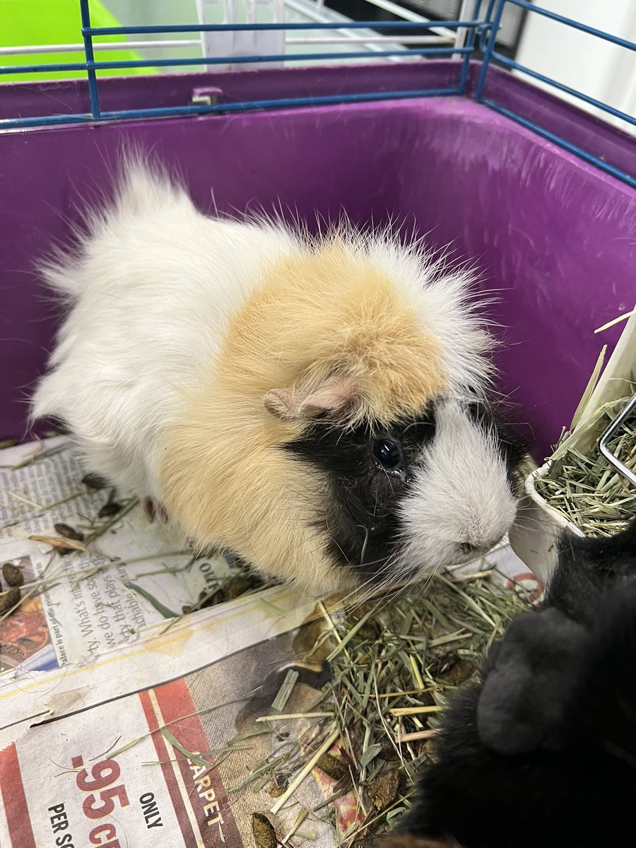 eastvalleybunnyguineapigs tweet media