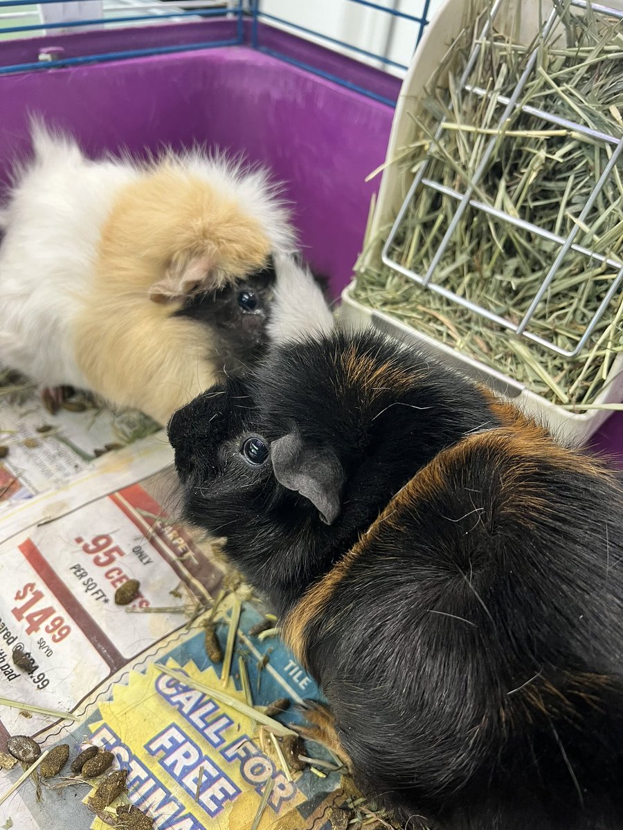 eastvalleybunnyguineapigs tweet media