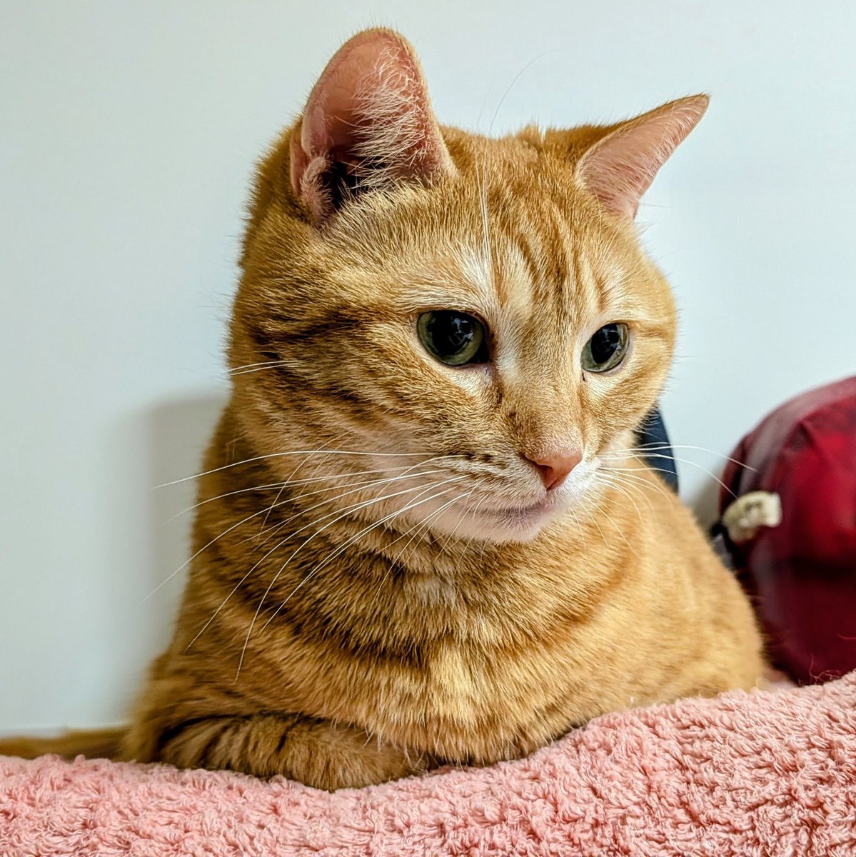 _silver_cherry_'s tweet photo. おはようございます☀
爽やかな朝、今日も頑張れそうです💪🏻
＃猫 ＃ねこ ＃ネコ ＃猫のいる暮らし
＃アメショー #アメリカンショートヘア https://t.co/LRzyPZtf79