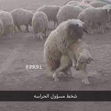 محمد tweet media