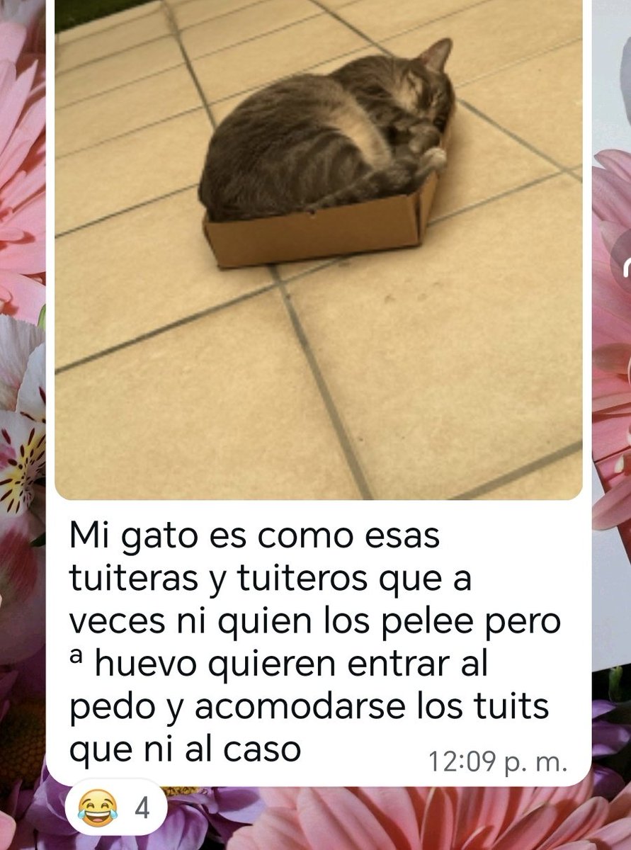 fernanda tweet media
