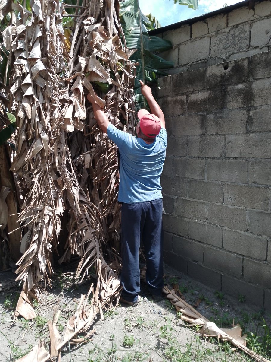 SamirJimene's tweet photo. Labores del cultivo de musaseas en patio familiar https://t.co/uFffoEXtq4