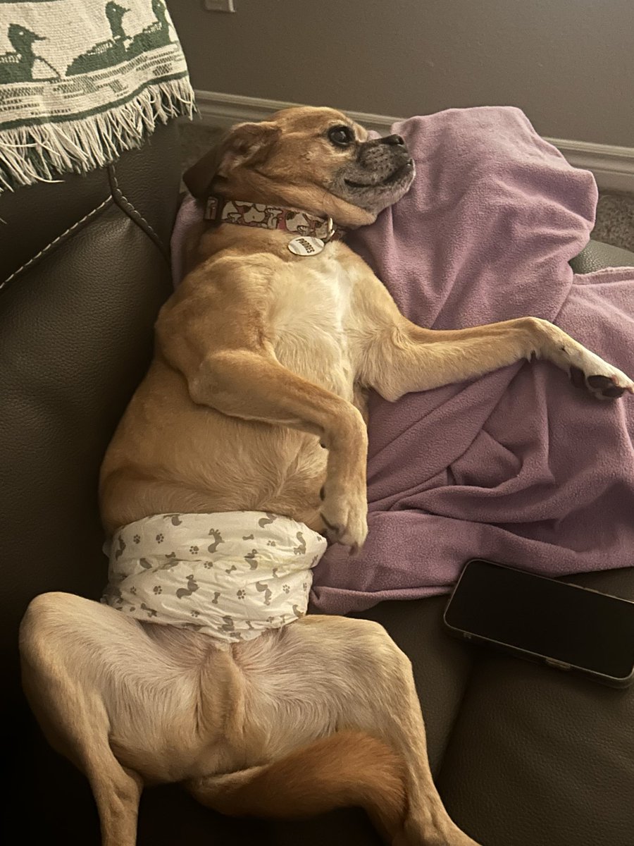 MielkeSandy's tweet photo. @sandiegoeq1 @Frankthetankwm He looks a lot like my puggle, the little asshole wears a diaper now because he can’t hold it at night anymore https://t.co/ulNUXs18Ki