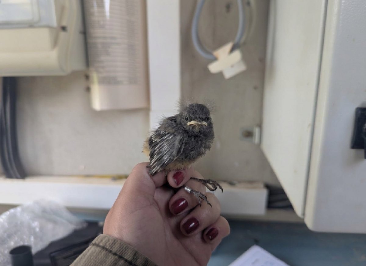 CanalAjuntament's tweet photo. Biodiversitat a les depuradores de la Conca de Barberà: comença el cens de primavera del programa de voluntariat ambiental BiObserva https://t.co/E42FXqq688 https://t.co/ea1AXdDghk