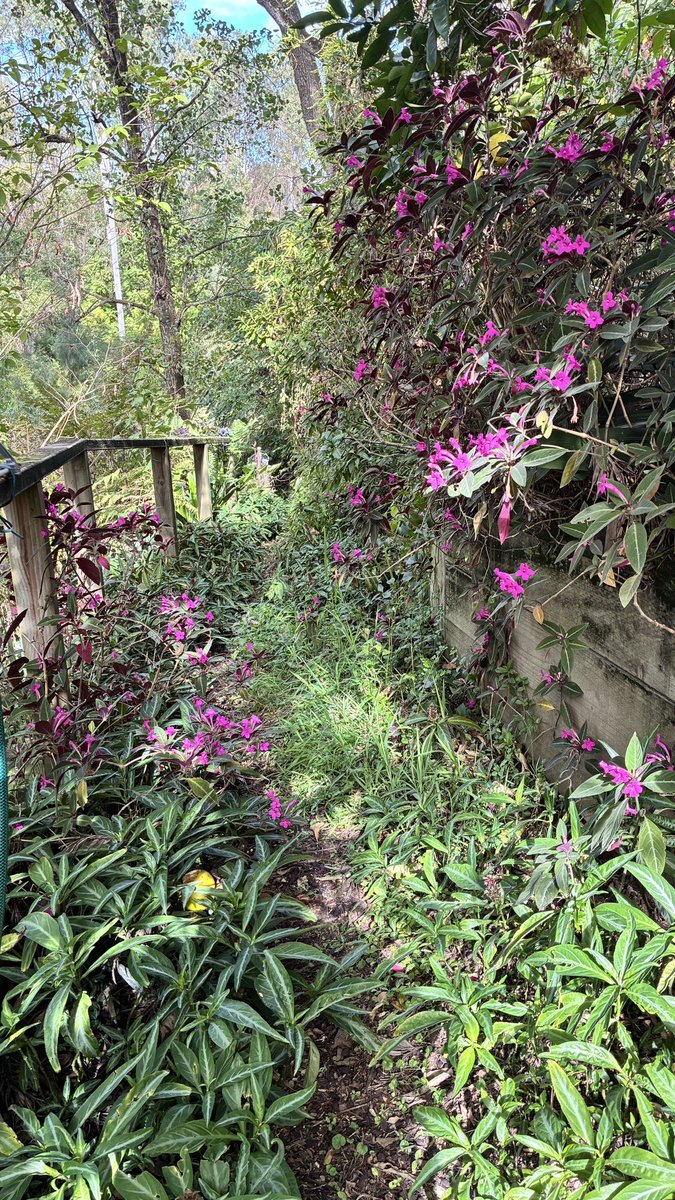 midge_thomas's tweet photo. Good morning #GardensHour Greetings from Dungog. I will be moving 2 a new spot on the edge of Dungog when my beautiful slice of heaven is sold; so I’m enjoying it w/ a tinge of sadness @ the prospect of leaving. The new place is 4 acres so I can have my horses with me. 😢🥳 https://t.co/mJmrP1t1bS