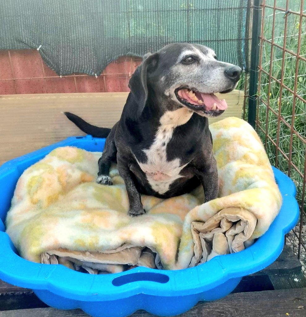 unonlus's tweet photo. Guardare la vita scorrere inutilmente in un box. È il destino del vecchio #Barone se nessuno risponde. Merita di passare gli ultimi anni al sicuro e amato. Condividiamo per trovargli un cuore grande! #cercafamiglia 🐶👇 📞 Info/Adozioni: 327 8169412 #marj https://t.co/TQKZy7666C