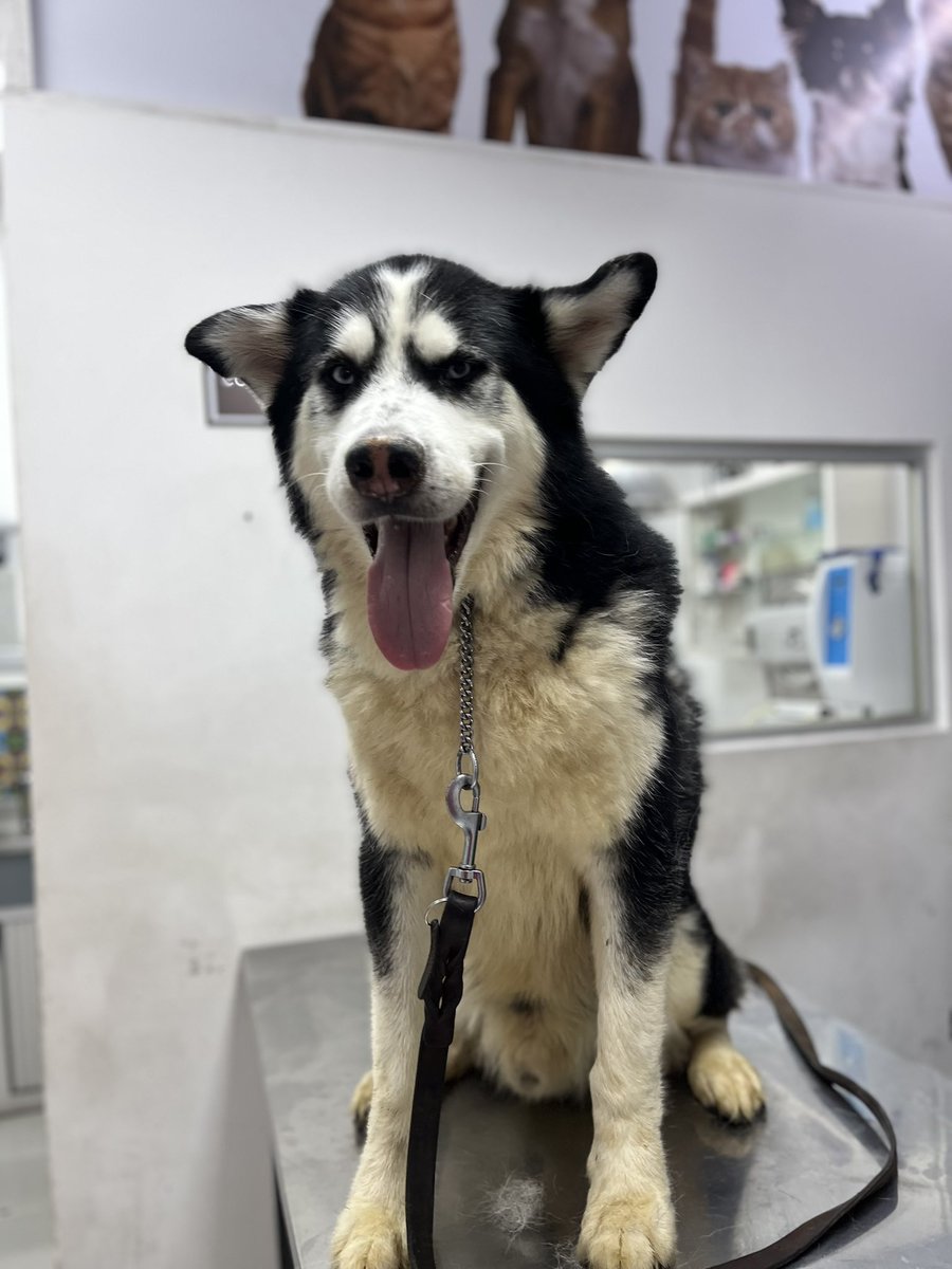 𝙷𝚎𝚕𝚊 𝙼𝚘𝚛𝚎 🐶 tweet media