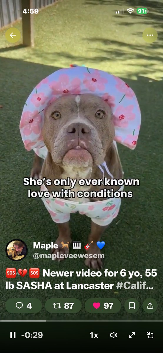 Kristina 🇺🇸❤️🇮🇱 😇🐶🌻📣☮️ tweet media