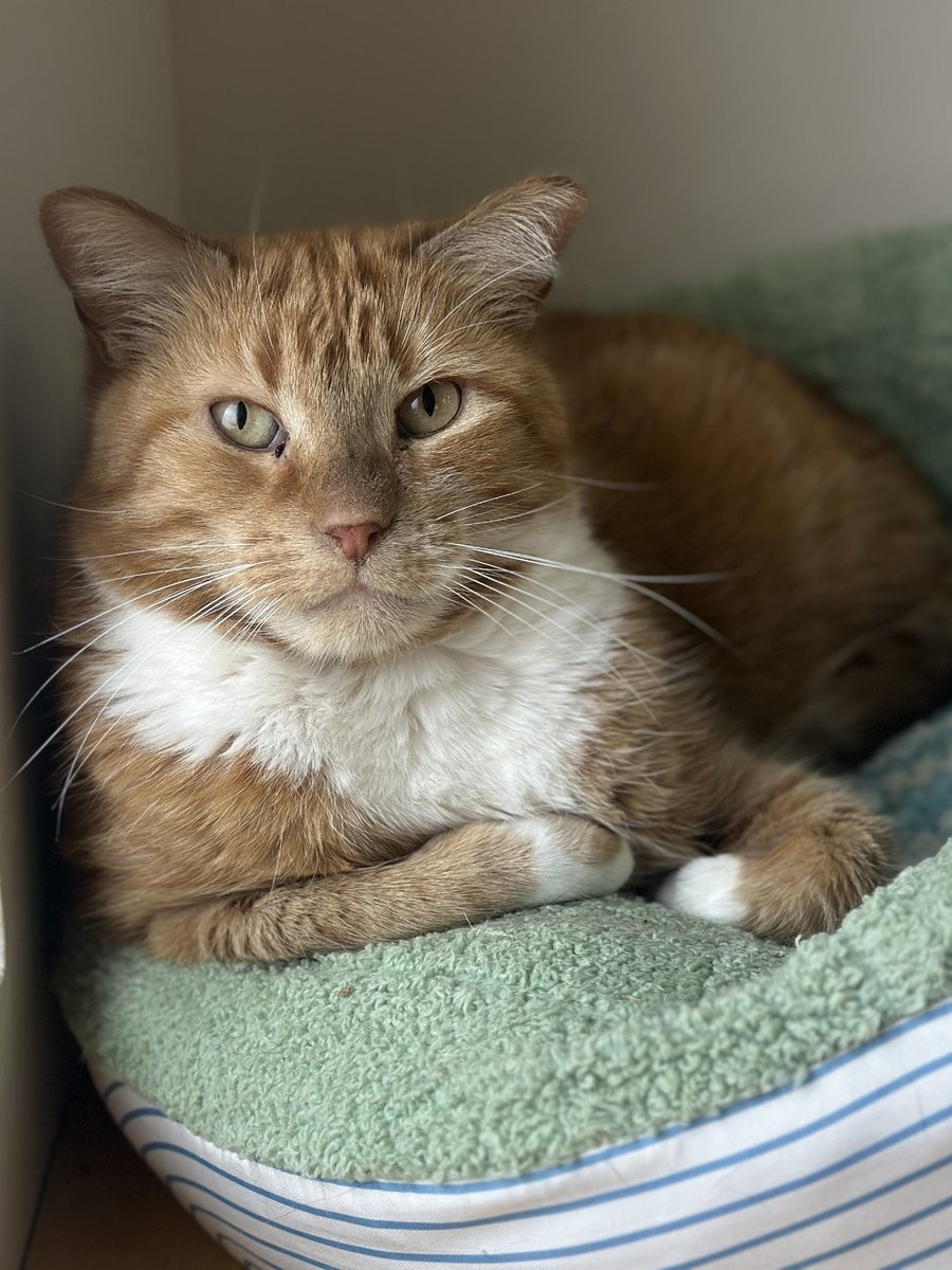 North Shore Animal League America tweet media