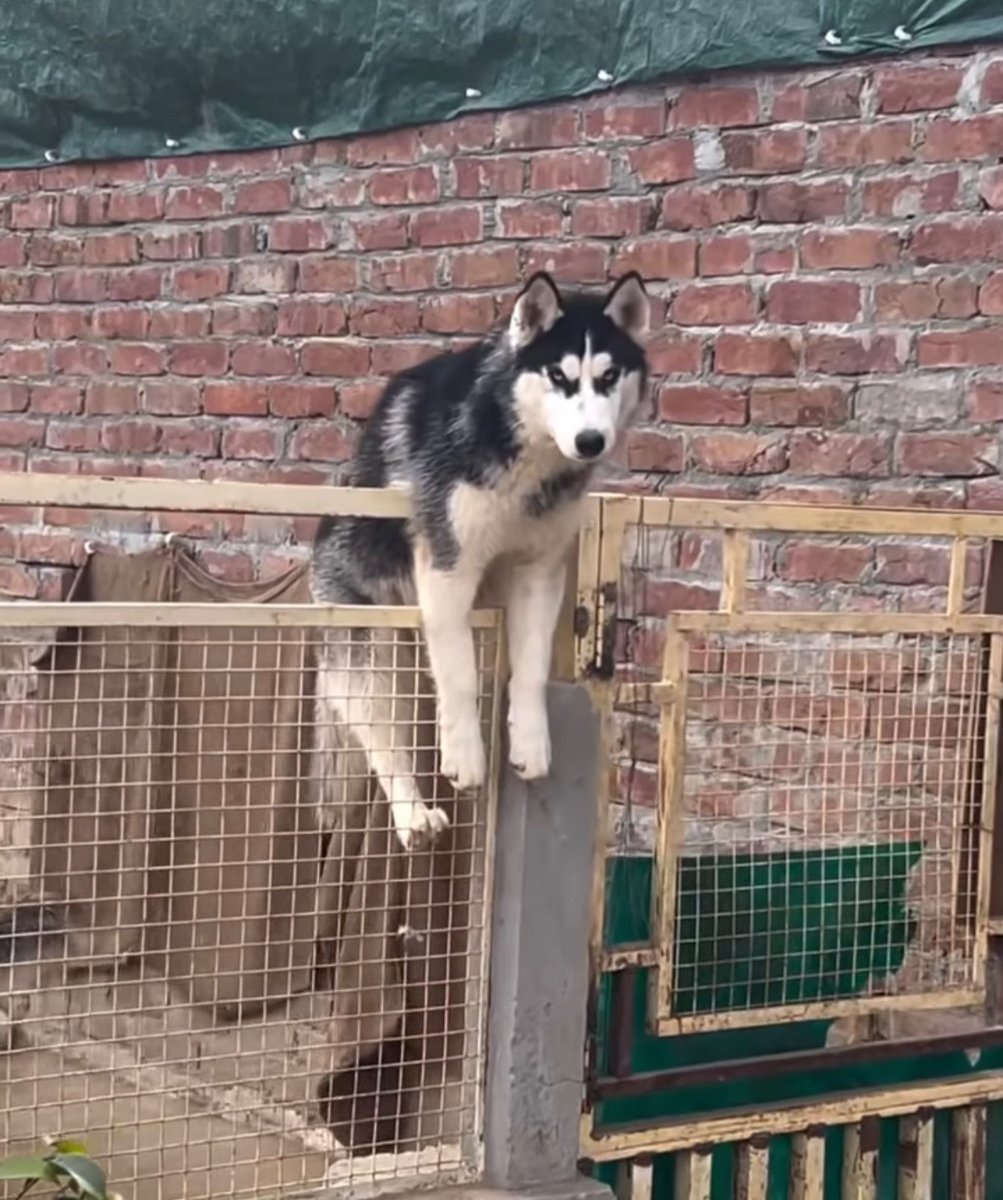 HuskyInCrisis tweet media