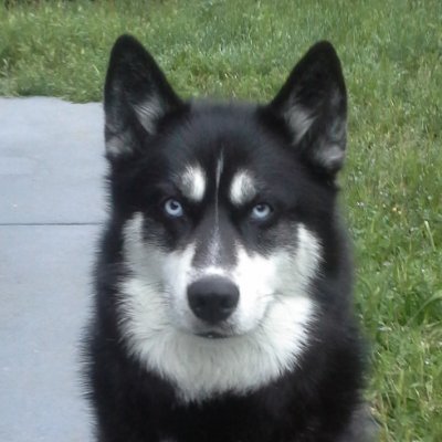 HuskyInCrisis tweet media