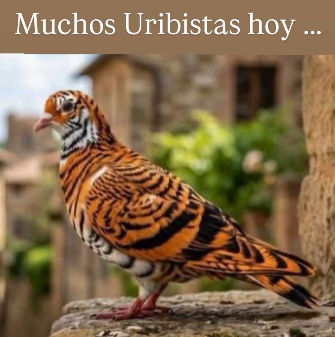 fucho02 tweet media