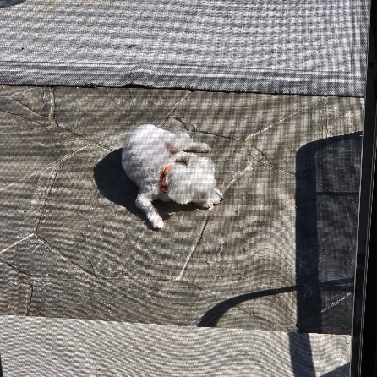 bcwinant's tweet photo. Ahhh a dog's life https://t.co/6u5hAMm0MG