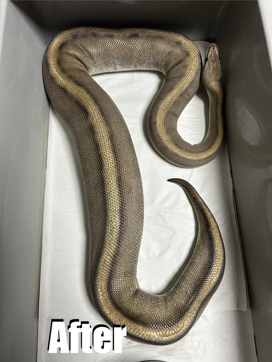 geeksballpython's tweet photo. 【排卵色】
Before and After https://t.co/4vx4AwGuh9