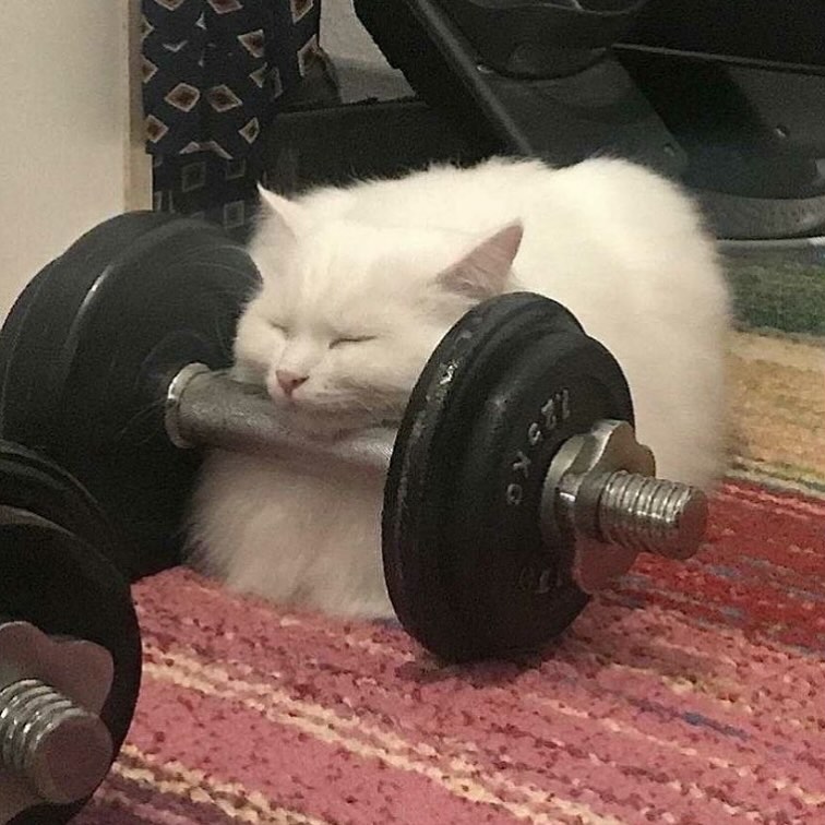 Punch Cat tweet media